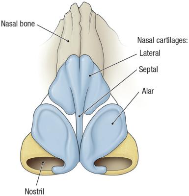 thumbs/Cartilage of External Nose.jpeg.jpg
